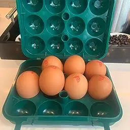 Stansport Egg container in green